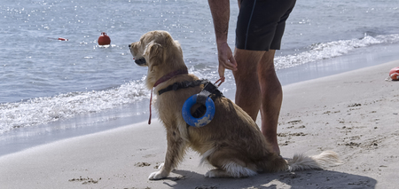 Rescue dog waits for instructions from trainerの写真素材