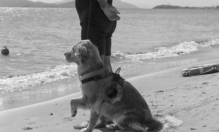 Rescue dog waits for instructions from trainer on the beachの写真素材