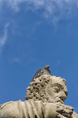 View of pigeon perched on the head of a statueの写真素材