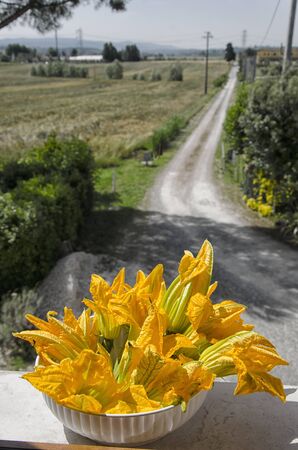 Harvest of fresh zucchini flowers and countrysideの写真素材