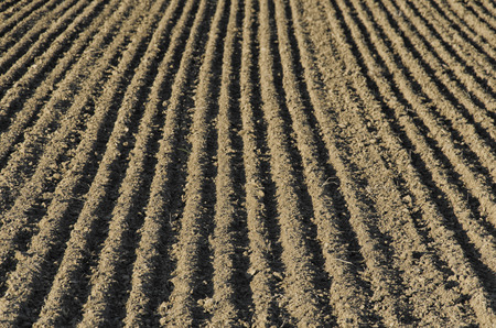 View of furrows sowing on a fieldの写真素材