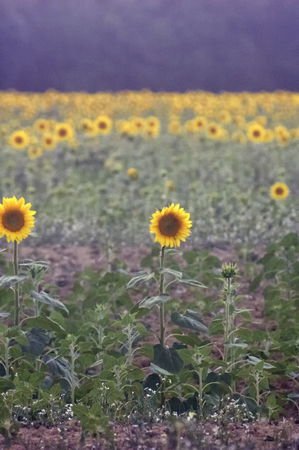 View of beautiful sunflowers on a fieldの写真素材