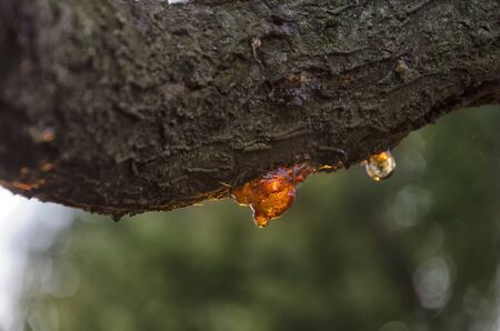 View of cherry tree full of vegetable resinの写真素材