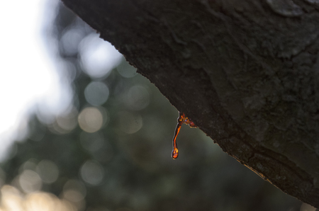 View of vegetable rosin of a tree branchの写真素材