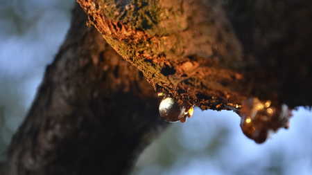 View of vegetable resin of a tree branchの写真素材