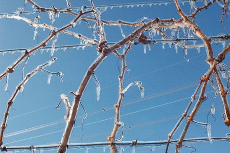 View of a frozen plant after a snowfallの写真素材