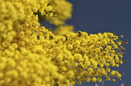 View of two bees pollinating a yellow mimosaの写真素材