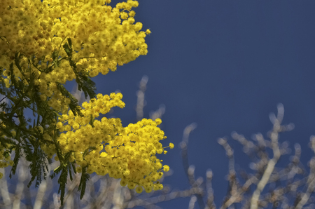 View of the symbol of the woman's day in Russiaの写真素材