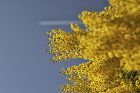View of the symbol of the women's day in Albaniaの写真素材
