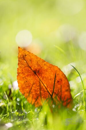 Autumn leafの写真素材