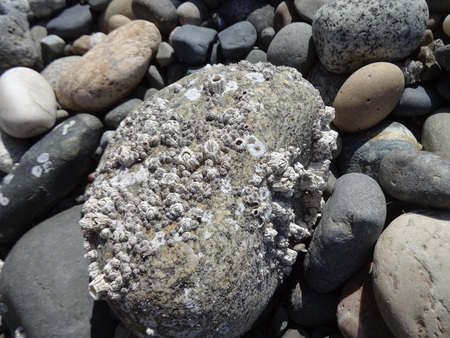 Barnacles