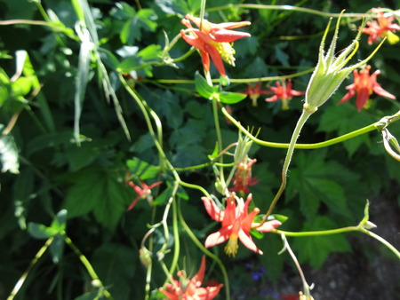 Wild Orange Columbineの写真素材