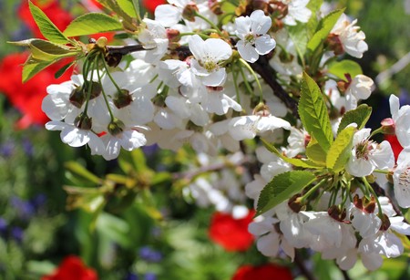 Cherry blossom branchの写真素材
