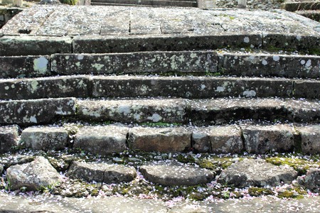 Cherry blossom petals falling on stone stepsの写真素材