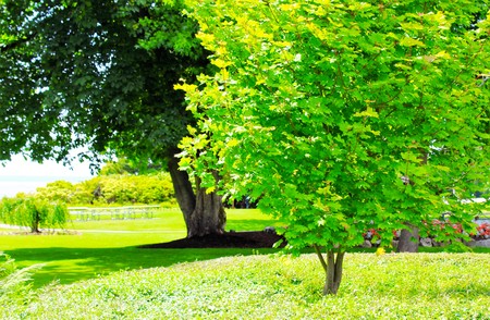 Fresh green tree with a darker green tree