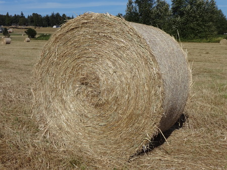 Hay bale in the sunshine