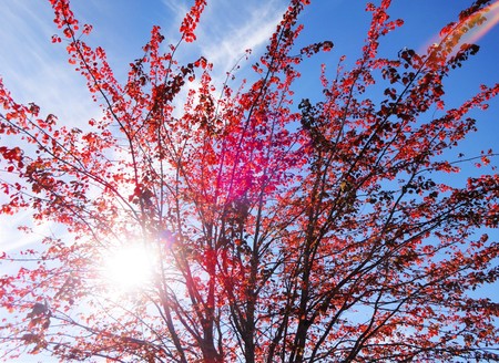 Sunlight through fall color tree branchesの写真素材