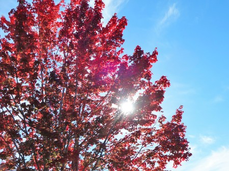 Sunlight through fall color tree branches