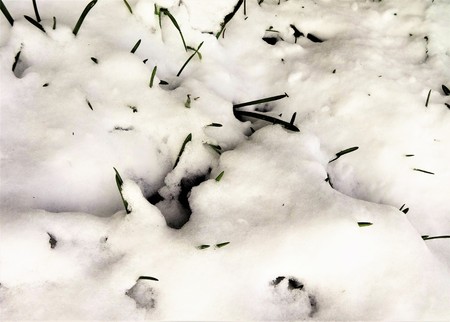Snow covered plantsの写真素材