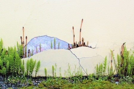 Horsetails grow in adverse places in the springの写真素材