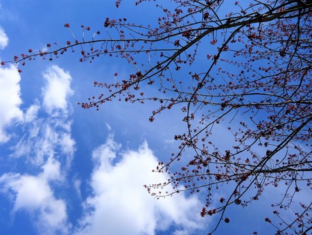 Day by day, spring sunshine is changing the tree branchesの写真素材