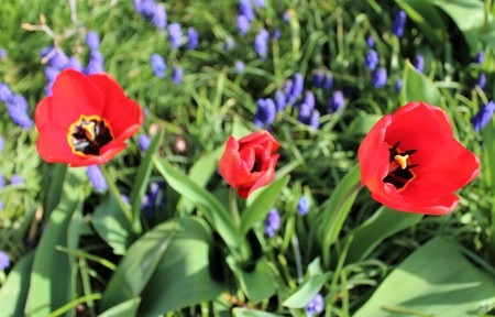 Red tulips with muscari in a spring gardenの写真素材