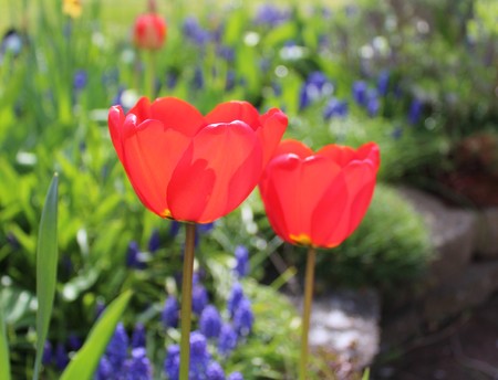 Beautifully blooming red tulips in a gardenの写真素材