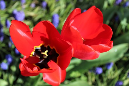 Beautifully blooming red tulips in a gardenの写真素材