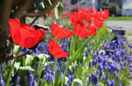 Red tulips with muscari in a spring gardenの写真素材