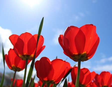 Beautifully blooming red tulips with spring blue skyの写真素材