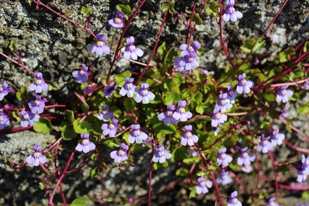 Tiny purple flowers bloom vine plant in late spring