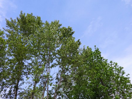 Fresh green trees with blue sky in Mayの写真素材