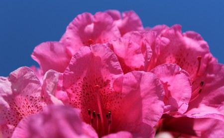 Bright pink rhododendron flowers with blue skyの写真素材