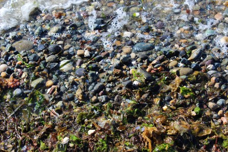 Waves left bubbles, seaweed, pebbles, and summer memories on a beachの写真素材