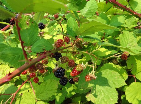 Wild black berries are getting ripe in the hot summer