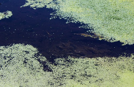 A mass of duckweed floating in a pond