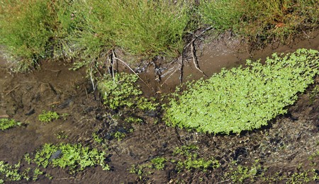 Duckweed spreading in a slow moving creekの写真素材