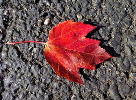 A story of the fall begins with one leafの写真素材