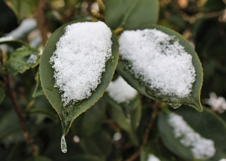 Snow on camellia leavesの写真素材