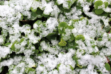 Snow on plantsの写真素材
