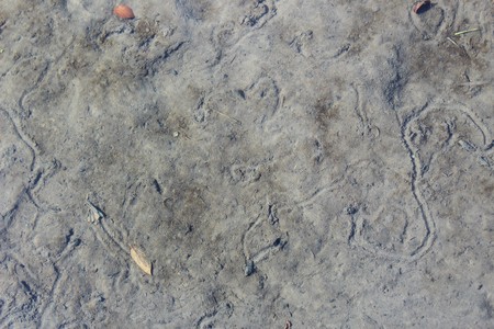 Mud has accumulated on a creek bed