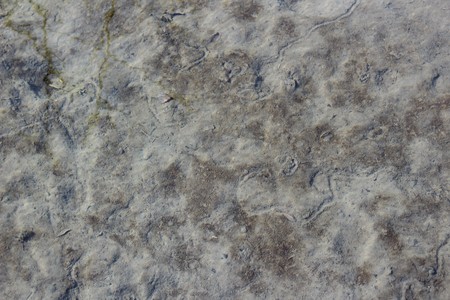 Mud has accumulated on a creek bedの写真素材