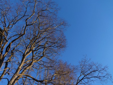 Silhouette of branches against a blue skyの写真素材