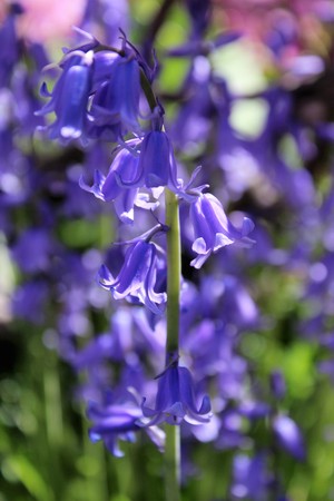 Bluebells, Hyacinthoides non-scripta bloom in Mayの写真素材