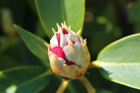 Red rhododendron bud ready to bloom in late springの写真素材