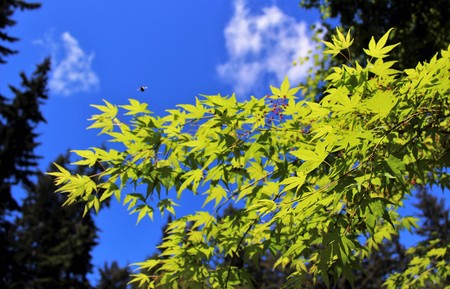 Fresh new leaves brighten from spring sunshine against a blue sky