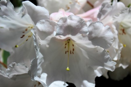 Elegant white rhododendron flower in full bloom in the spring sunshineの写真素材