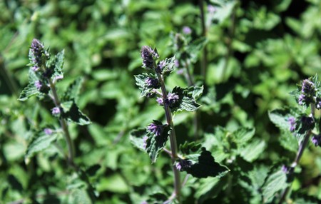 Fresh green leaves grow in the spring sunshineの写真素材
