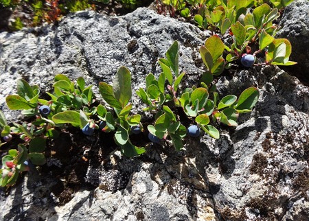 Alpine blueberries grow between rocks in high elevationsの写真素材