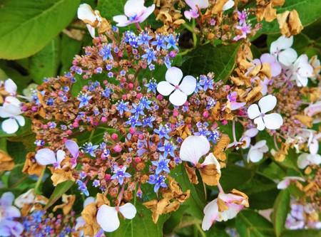 Hydrangea flowers blooming in mid summer